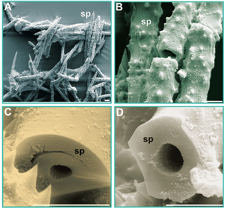 А, B – Кремневые спикулы, формирующие скелет на внешней поверхности губки. Сканирующая электронная микроскопия (С, D) Поперечные разрезы спикул, на которых виден осевой канал (масштаб 10 мк)