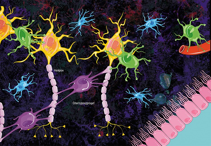 В головном мозге миелиновую оболочку создают олигодендроциты. Каждый из них образует несколько «ножек», которые неоднократно «оборачиваются» вокруг части какого-нибудь аксона. В результате один олигодендроцит оказывается связан с несколькими нейронами. © Servier Medical Art