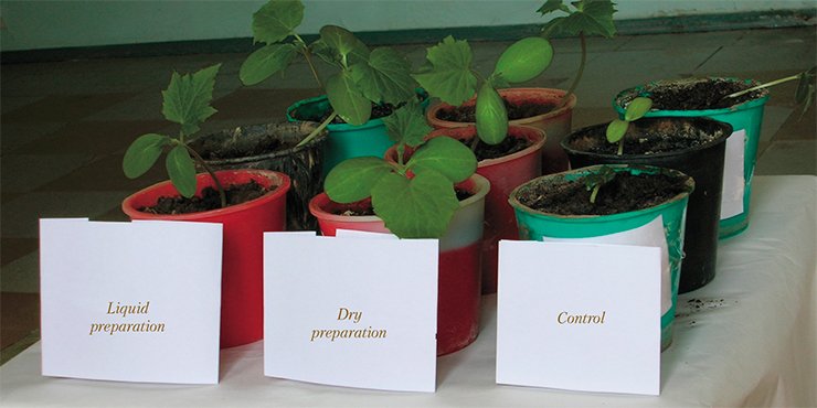 Tests of liquid and dry variants of the biopreparation with predatory fungi have demonstrated their high efficiency for both greenhouses and field soil. The control plants (soil without the biopreparation) displayed a considerably delayed growth and lower yield