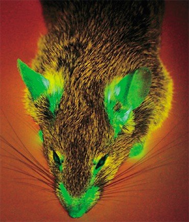 В геном этой «мыши Баскервилей» введена конструкция, индуцирующая синтез зеленого флуоресцентного белка в клетках ушных раковин и морды. © Кнут Хаугланд, 2006 г.