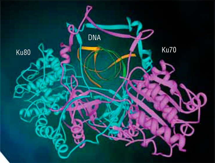 The protein Ku antigen plays a most important role in the repair of DNA double-strand breaks by nonhomologous end joining. It is used by all species of living organisms, from bacteria to plants and animals. The Ku antigen of eukaryotes (organisms with a distinct membrane-bound nucleus) consists of two subunits—Ku80 and Ku70 (80 and 70 are their approximate molecular weights in kilodaltons). The subunits are bound to each other and form a structure whose shape resembles a padlock with a massive body and a thin shackle, or a wicker basket with a handle. (according to Walker et al., 2001)