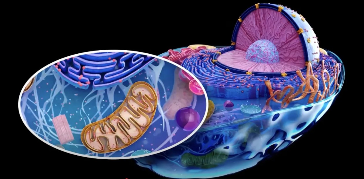 Клетка и, крупным планом, митохондрия