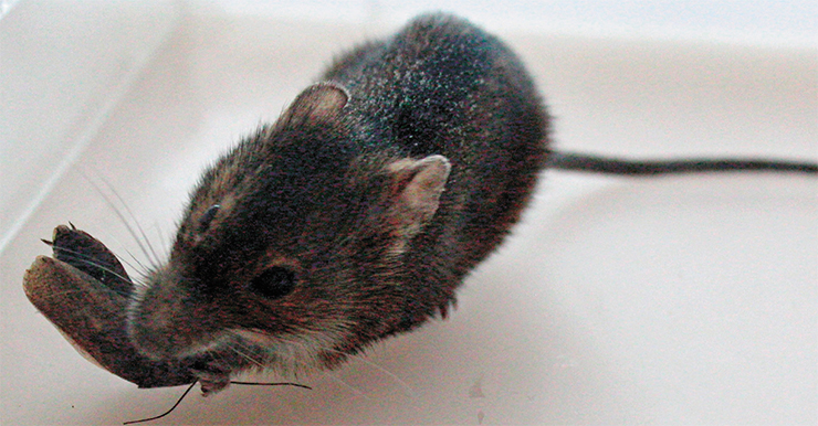 Полевая мышь (Apodemus agrarius) сначала кусает добычу, а потом захватывает ее лапами. Фото автора