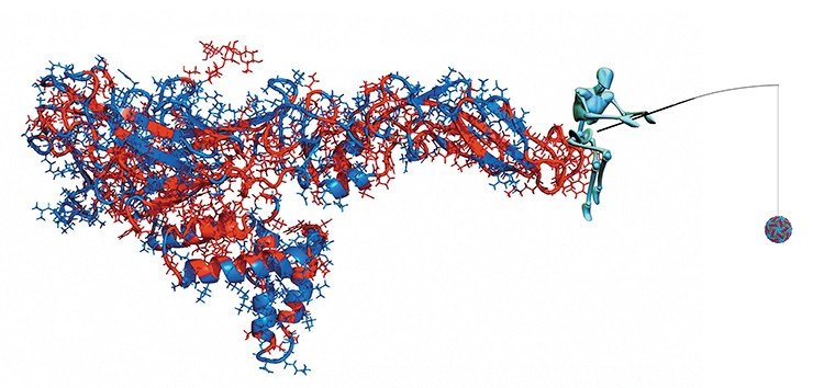 На трехмерной модели поверхностного белка-антигена вируса Зика красным цветом выделены участки, совпадающие с аналогичными фрагментами поверхностного белка вируса Денге. Обе эти инфекции, переносимые комарами, еще недавно были экзотикой, а сейчас получают все большее распространение 