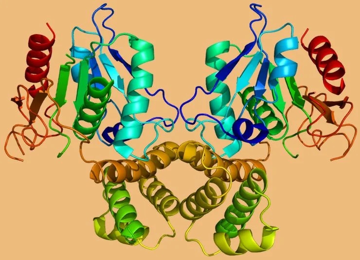 Структура белка FASN