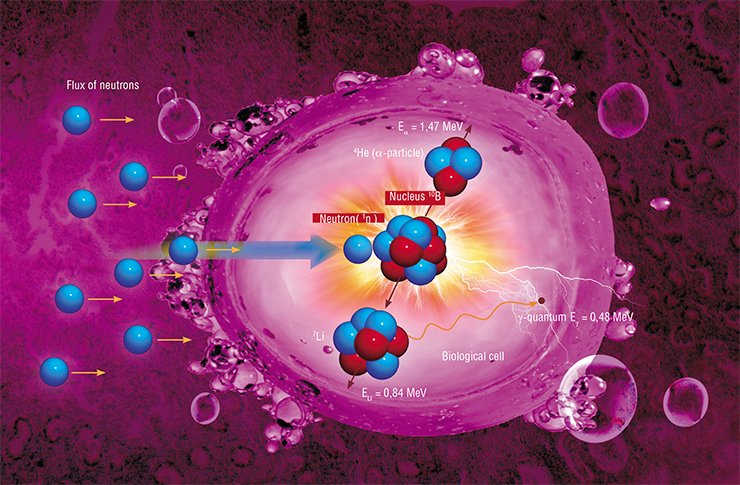 The principle of action of boron neutron capture therapy on malignant cells is rather simple. When the neutron hits the boron-10 nucleus, the unstable product of their merging immediately decays into two fragments flying away from each other with a great velocity. Their kinetic energy is not sufficiently high for these fragments to leave the cell, but they damage the cell before they stop completely; as a result the cell is destroyed 