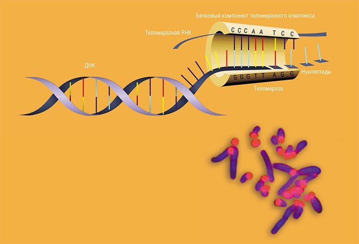 Схема строения теломеразы – фермента, который «пришивает» новые нуклеотиды к укорачивающимся при делении клетки теломерным участкам ДНК. Теломераза содержит короткую молекулу РНК, последовательность которой комплементарна теломерному повтору, и эта РНК используется как матрица для синтеза 3’-конца теломерной ДНК. Достроив один участок, теломераза сдвигается так, чтобы повторить цикл. Вторая цепь ДНК достраивается ДНК-полимеразой в ходе следующего деления клетки. Справа: хромосомы бурозубки иберийской (Sorex granarius) с теломерами, окрашенными в красный цвет (флуоресцентная гибридизация in situ (FISH)). Видно, что теломеры значительно отличаются на разных концах хромосомы. По: (Zhdanova et al., 2007)