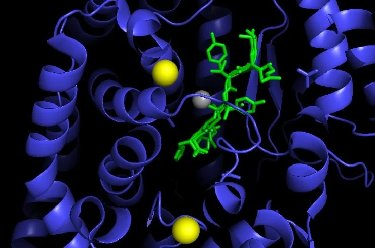 Ангиотензин II (зеленым цветом) в комплексе с АПФ. Ион цинка в активном центре фермента показан серым, а два хлорид-иона – желтым
