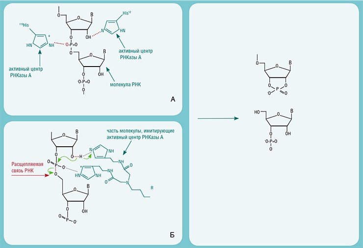 Механизм действия природной панкреатической рибонуклеазы (А) и искусственной рибонуклеазы (Б) схожи: они расщепляют фосфодиэфирные связи в молекуле РНК