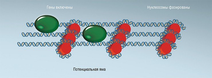 Переход нуклеосом из неупорядоченного, «нефазированного» состояния в упорядоченное инициируется началом работы РНК-полимеразы – фермента, который осуществляет синтез молекул РНК по матрице ДНК. Вокруг первой (+1) нуклеосомы, зафиксированной РНК-полимеразой, образуется потенциальная энергетическая яма, и соседние нуклеосомы образуют упорядоченный «строй» вокруг нее