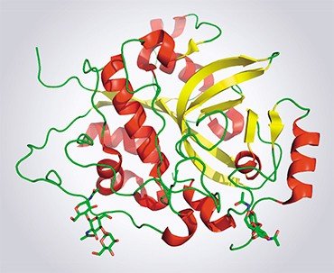 Эта структура белка катепсина D трипаносомы была установлена при помощи рентгеновского лазера. Сбор самих данных занял несколько наносекунд, построение модели – несколько недель. Красным цветом обозначены элементы вторичной структуры, обозначаемые как -спирали, желтым – как -складки. Рисунок выполнен Д. Жарковым при помощи программы PyMol на основании структуры 4HWY, депонированной в базе данных «Protein Data Bank» (Redecke et a.l, 2012)