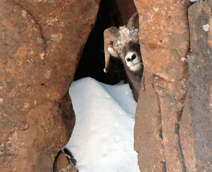 Спрятаться все могут… а вот найти! При учетах снежных баранов приходится заглядывать в каждый уголок, чтобы не пропустить скрывающихся там животных. Фото автора