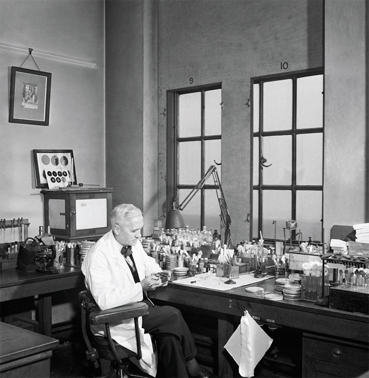Британский профессор, будущий пэр и Нобелевский лауреат Александр Флеминг за работой в своей лаборатории в госпитале Святой Марии в Лондоне во время Второй мировой войны. Public Domain/Imperial War Museum