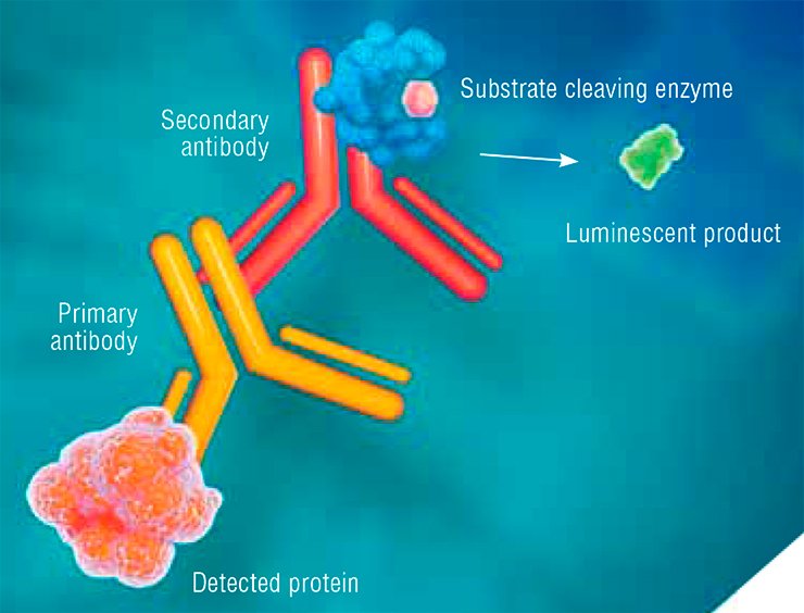 Enzyme immunoassay detection of proteins uses specific antibodies. In this assay, the primary antibody specifically interacts with a certain region of the target protein, while the secondary antibody binds to a certain region of the primary antibody. An enzyme (most frequently, horseradish peroxidase or acid phosphatase) is attached to the secondary antibody; when antibodies interact, the enzyme cleaves its specific substrate and generates a luminescent product. The target protein is detectable by the level of luminescence