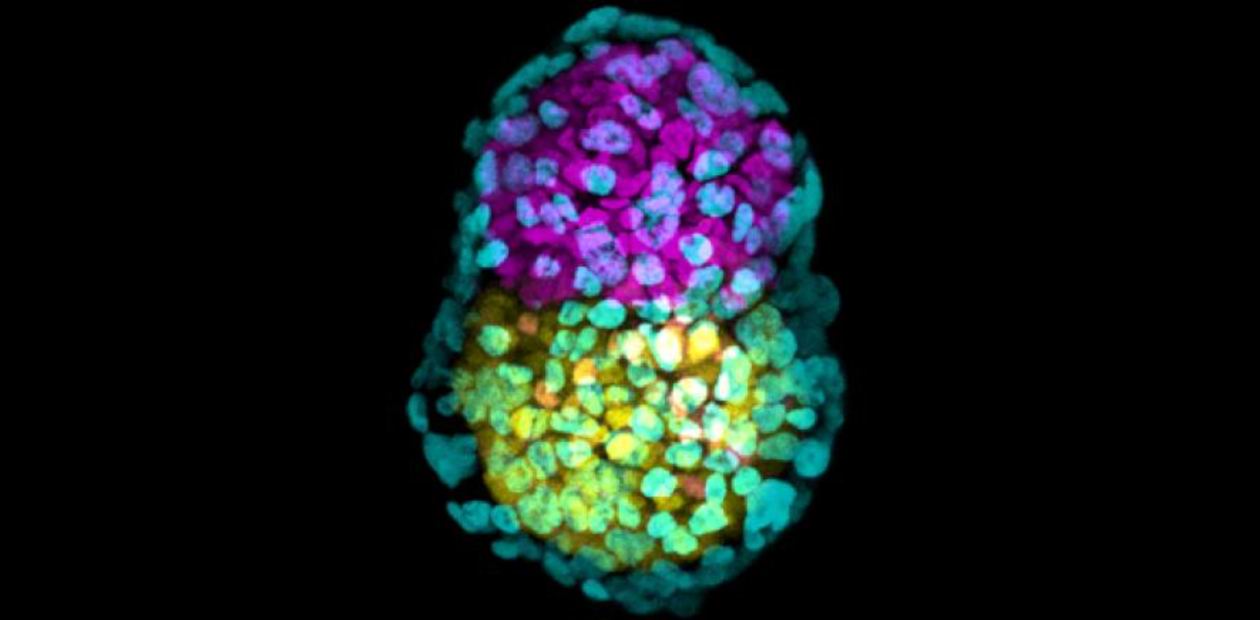 Искусственный эмбрион, созданный с использованием трех типов стволовых клеток, которые самоорганизовались в правильную структуру. © Zernicka-Goetz lab, University of Cambridge