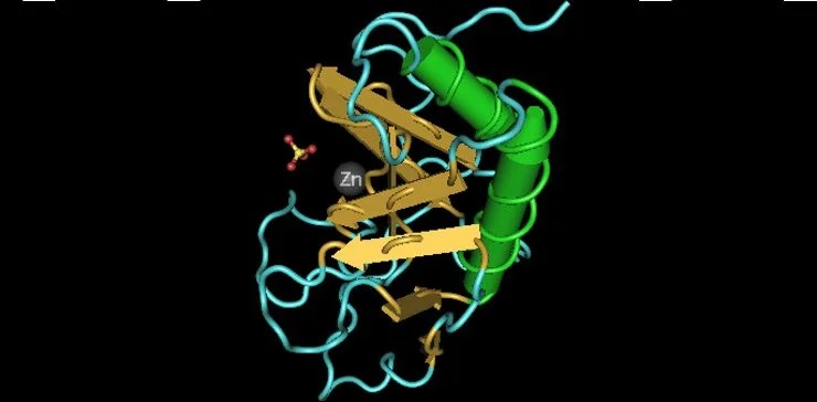 3D структура сигнального домена белка Shh мыши