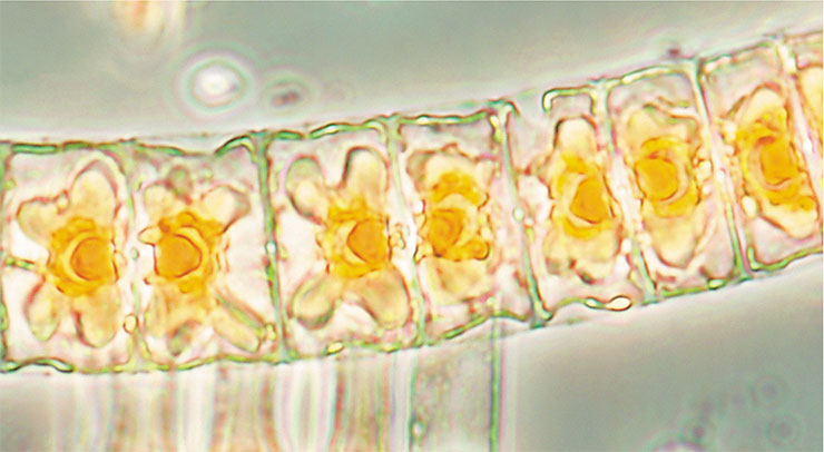 Среди диатомовых водорослей, отличающихся панцирем из кремнезема, есть как одноклеточные, так и колониальные формы. Вверху – колониальные диатомовые водоросли канадской Арктики. Фото М. Полена