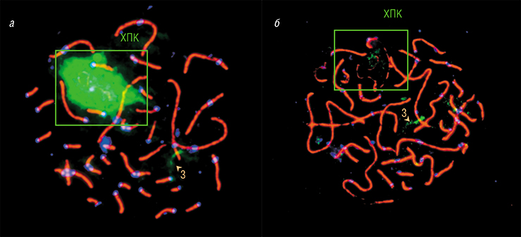 С ХПК зебровой амадины хорошо гибридизуется меченный зеленым флуорохромом ДНК-зонд, сделанный на ее же хромосому (а). И гораздо хуже – зонд на ХПК японской амадины (б). Чем больше эволюционная дистанция между видами, тем ниже сходство между их ХПК и, соответственно, процент гибридизации. Зонд гибридизуется не только с ХПК, но и с отдельными районами хромосом основного набора, где имеются исходные копии последовательностей, находящихся в ХПК (например, на 3-й хромосоме). Фото К. Задесенец и Т. Карамышевой