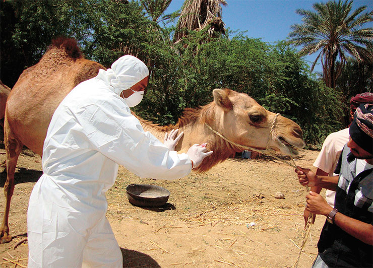 Ветеринар берет образцы крови верблюда для анализа во время первой вспышки ближневосточного респираторного синдрома, вызванного MERS-CoV, в Йемене. 2014 г. © CC BY 2.0/Awadh Mohammed Ba Saleh/CDC Global