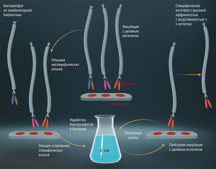 схема процедуры отбора высокоспецифичных рекомбинантных антител к конкретной мишени-антигену из комбинаторной библиотеки фагового дисплея на основе нитчатых бактерифагов