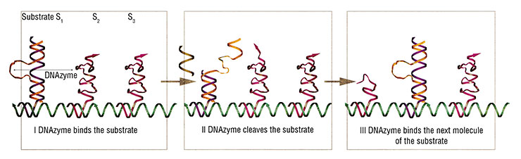 The stepping nanomotor based on the 10-23 DNAzyme is also fueled by the RNA substrate. A number of the substrate molecules (S1, S2, S3, …, Sn) are evenly positioned at a certain distance on a template molecule. After binding to one of the substrate molecules, the DNAzyme cleaves it at a pre-defined site. A part of the cleaved substrate molecule is released, allowing the DNAzyme to move onto the next substrate molecule. The latter is also cleaved, thereby completing the directional transfer. (After Tian, He, Chen et al., 2005)