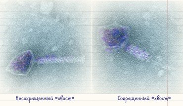 «Хвост» бактериофагов может быть разной длины и структуры: длинный, гибкий и несокращенный «хвост» – признак фагов семейства Siphoviridae, короткий – Podoviridae. А представители семейства Myoviridae обладают жестким, способным к сокращению «хвостом», отделенным от «головы» своеобразной «шейкой» (вверху) 