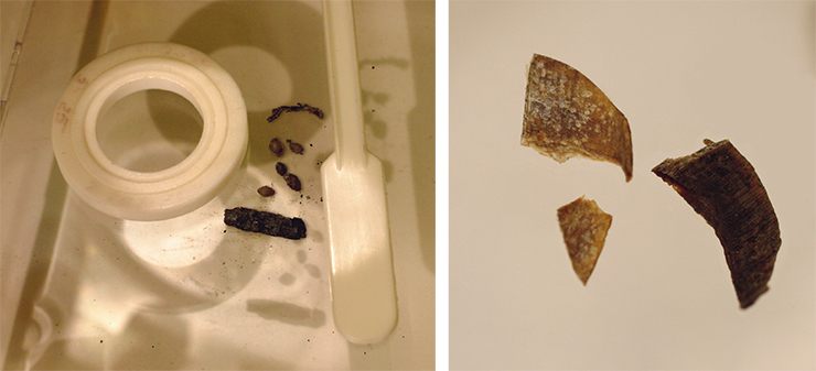 Cемена конопли из пазырыкского могильника, приготовленные для анализа (слева). Обрезки ногтей, обнаруженные в погребении мужчины. Курган № 1, могильник Верх-Кальджин-2 (справа)