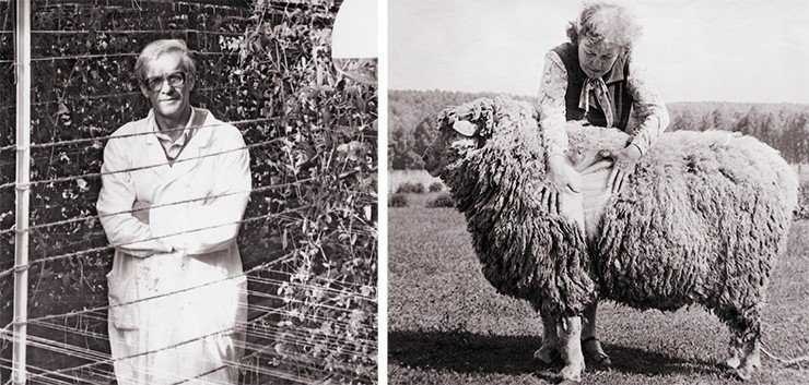 Слева: В. А. Бердников в теплице института с объектом своего исследования – посевным горохом. Справа: Е. К. Минина демонстрирует новую породу кроссбредных овец