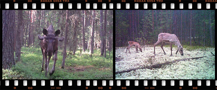 Ungulates of the reserve “trapped” by a trail camera: a moose and a reindeer