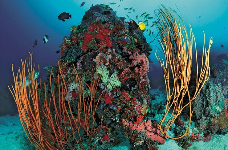 Большинство живых коралловых образований на Мальдивах сосредоточены на глубинах 10—20 м. На больших глубинах (от 30 м и ниже) они представляют собой небольшие, отдельно стоящие выросты. Атолл Южный Ари (Мальдивские о-ва), 2011 г.