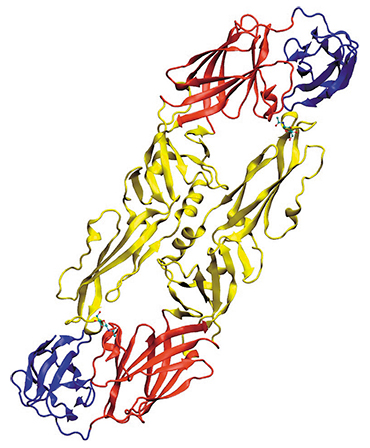 Трансмембранный белок Е оболочки вируса клещевого энцефалита играет ключевую роль в начальных этапах инфекции, опосредуя взаимодействие с рецепторами клетки-мишени. Анализ последовательности гена E используется для выявления генетической разнородности среди штаммов вируса клещевого энцефалита. Вверху – общий вид димера выступающей части «шипа» белка Е. © Starless
