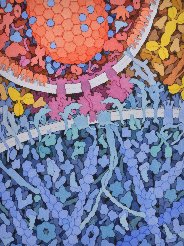 Моделирование макромолекулярной структуры ВИЧ (в поперечном сечении) в клеточной среде. Вверху – вирусная частица, внизу – клетка-мишень (синим цветом). При заражении клетки поверхностный белок вируса связывается с клеточным рецептором CD4, а затем с его корецептором CCR5, что вызывает изменение конформации белков, благодаря чему вирус проходит через клеточную мембрану. Иллюстрация Д. С. Гудселла