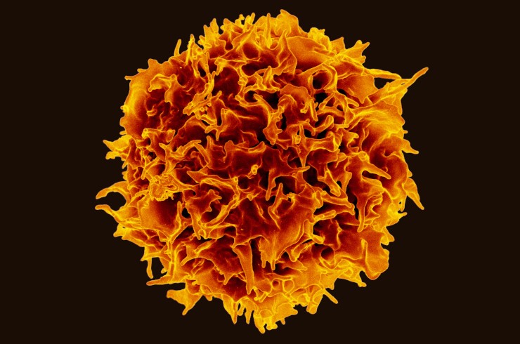 Т-лимфоцит. Лимфоциты являются главными участниками системы адаптивного иммунитета, при этом в крови на долю Т-лимфоцитов приходится до 80% всех лимфоцитов. Разные Т-лимфоциты выполняют разные функции: уничтожают опасные патогены и клетки, активируют и направляют иммунный ответ либо тормозят избыточный. © CC BY 2.0/NIAID