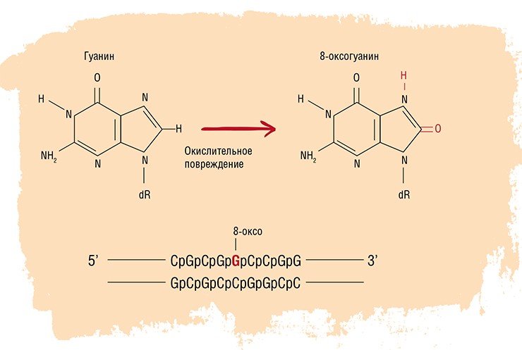 8-оксогуанин – биомаркер окислительного повреждения ДНК