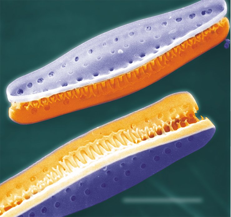 Pairs of connected valves of Cymatoseira sister cells. Photo by the courtesy of Crawford and Gebeshuber