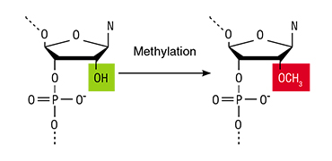 In the DNA chain, every gene that contains information on a specific protein is preceded by a sequence regulating the work of this gene – the promoter Promoters indicate the location of the beginning of reading DNA and serves as a sort of a beacon for RNA-polymerase, an enzyme that builds matrix RNA. To switch a gene off, the promoter must be methylated, which binds its nucleotides – the building blocks of DNA – with methyl groups (CH3)