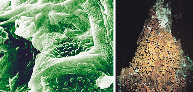 Слева: современный галофильный мат. Цисты Dunaniella salina (справа) и смятые клетки пурпурной бактерии Thiocapsa (слева) среди створок диатомовых водорослей. Справа: высокотемпературный «черный курильщик», 600 м, Восточно-Тихоокеанское поднятие