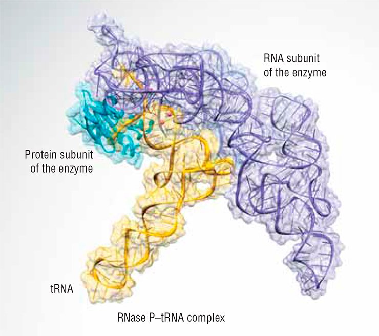 The RNase P enzyme (above) is found in all living organisms in a complex with at least one protein. In bacteria, RNase P contains, in addition to the catalytic RNA, only one protein, RnpA. In Archaea, unicellular prokaryotes that are closer to eukaryotes than to bacteria in their genes and metabolic pathways, RNA associates with four to five proteins to form RNase P, none of which is related to RnpA. In eukaryotes, there are up to ten proteins bound to the catalytic RNA, some of them are homologous to the archaeal ones, while others are unique for eukaryotes (below). Adapted from Walker and Engelke (2008)