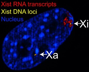 Длинная некодирующая РНК (lncRNA) Xist в клеточном ядре фибробластов самок мышей. Xist-РНК является ключевым фактором в обязательной инактивации одной из двух половых Х-хромосом, которая происходит на ранних стадиях развития самок плацентарных млекопитающих. Синтез Xist-РНК идет с гена, локализованного на той Х-хромосоме, которая будет инактивирована (эта хромосома полностью покроется молекулами Xist-РНК). © CC BY-SA 3.0 /B Reinius & C Shi