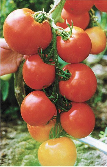 Новый сорт томата «Дельта 264», выведенный Центральным сибирским ботаническим садом: масса плода — до 230 г; устойчив к вредителям; обладает отличными вкусовыми качествами