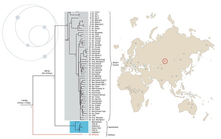Филогенетическое дерево полных последовательностей мтДНК (митохондриальной ДНК). Филогения была оценена с использованием последовательностей мтДНК 54 современных людей, одной последовательностью от позднеплейстоценового человека современного типа (обозначены серым цветом), 6 неандертальцев (обозначены синим цветом) и гоминида из Денисовой пещеры (обозначен красным цветом). Основание (корень дерева) образуют последовательности мтДНК шимпанзе и бонобо. Карта показывает географическое происхождение образцов. Институт Макса Планка. (Лейпциг, Германия)