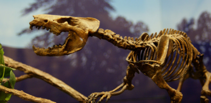 Размер тела гобиконодонов (Gobiconodon) – вымерших млекопитающих из нижнего мела (140–100 млн лет назад) – едва достигал полуметра. Музей Техасского технологического университета. ©CC BY 2.0 DEED/Dallas Krentzel