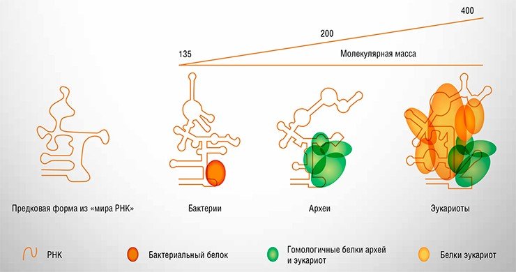 У архей – одноклеточных прокариот, которые по некоторым генам и метаболическим путям стоят ближе к эукариотам, чем к бактериям, – для образования РНКазы P ее РНК связывается с 4—5 белками, ни один из которых не похож на RnpA. У эукариот с каталитической РНК связано до десяти белков, ряд из которых гомологичен белкам архей, а другие являются уникальными для эукариот. По: (Walker Engelke, 2008)