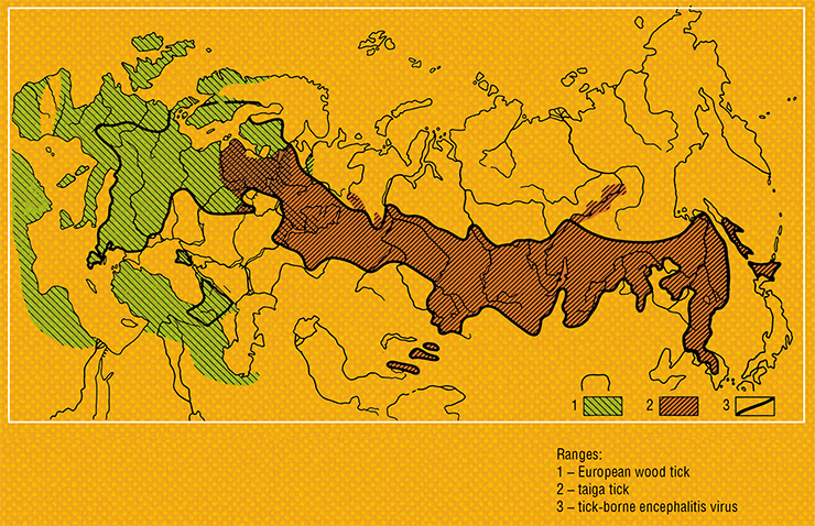 Distribution in Eurasia for the TBEV and its main vectors, i.e., ixodid ticks: European wood tick (Ixodes ricinus) and taiga tick (I. persulcatus). Adapted from: (Korenberg et al., 2013)