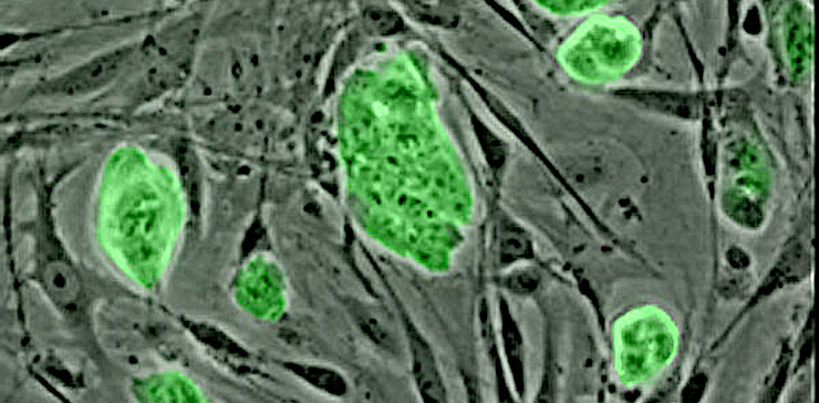 Эмбриональные стволовые клетки мыши. Рublic Domain
