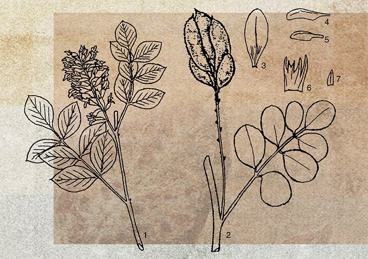 Cолодка уральская (Clycyrrhiza uralensis DC): 1 – часть побега в фазе цветения; 2 – часть побега в фазе плодоношения; 3—6 – части цветка; 7 – прицветник. Рис. А. Касенуалиевой 