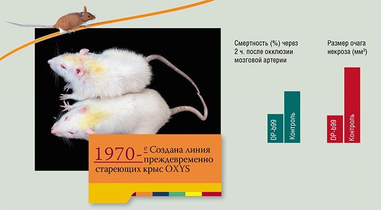 Справа: испытания на крысах линии НИСАГ нового противоинсультного препарата DP-b99, созданного фирмой D-Pharm (Израиль), показали, что его введение сразу после развития инсульта значительно уменьшает очаг некроза и снижает смертность в первые часы после инсульта