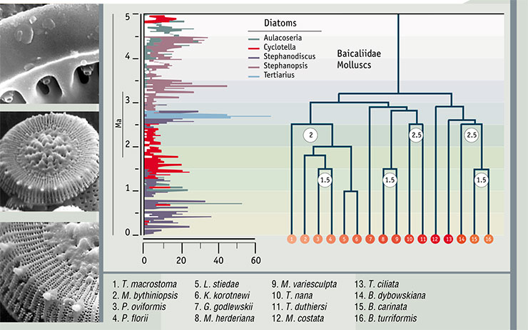 Evolution of Baikalian molluscs, from “molecular clock” data, compared to the diatom species record