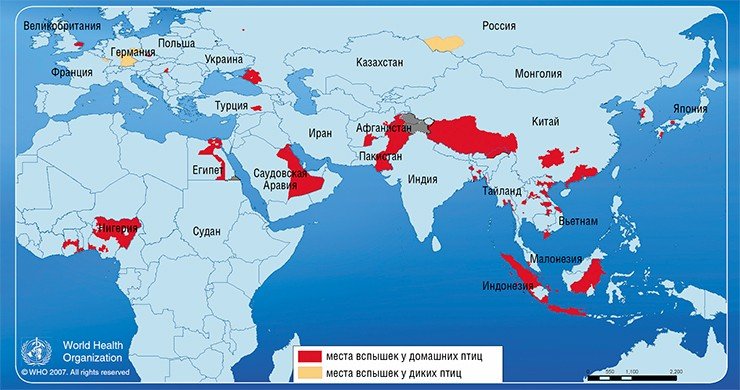 2007 год. Места вспышек заболеваний, вызванных вирусами гриппа подтипа H5N1 у птиц (январь — июнь) (вверху) и у людей (внизу) (с 1 января по 31 декабря). Данные Всемирной организации здравоохранения (ВОЗ)