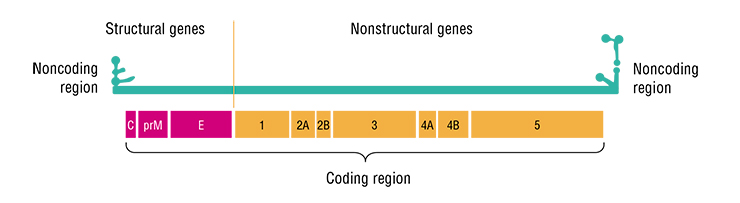 TBEV genome is a linear RNA molecule of 10,500–11,000 nucleotides, with short noncoding regions at the ends. The coding region contains genes of the structural proteins that make up the viral particles themselves and the proteins necessary for the virus to multiply in the host cells. The coding region has one open reading frame; i.e., it is read entirely in the cytoplasm of an infected cell and serves as a template for the synthesis of one extended polyprotein (Knipe and Howley, 2013). This large protein molecule is then cleaved by viral and cellular protease enzymes into three structural and seven nonstructural viral proteins